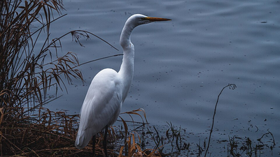 Ridgefield Waterfront